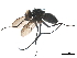  ( - BIOUG33284-A09)  @11 [ ] CreativeCommons - Attribution (2019) CBG Photography Group Centre for Biodiversity Genomics