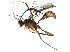  (cryptJanzen01 Malaise4492 - BIOUG33290-H10)  @13 [ ] CreativeCommons - Attribution (2017) CBG Photography Group Centre for Biodiversity Genomics