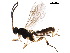  (Stenomacrus Malaise9855 - BIOUG36495-C04)  @14 [ ] CreativeCommons - Attribution (2018) CBG Photography Group Centre for Biodiversity Genomics