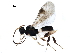  ( - BIOUG36495-H04)  @12 [ ] CreativeCommons - Attribution (2019) CBG Photography Group Centre for Biodiversity Genomics