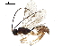  (ichneuMalaise01 Malaise7509 - BIOUG36547-H02)  @14 [ ] CreativeCommons - Attribution (2018) CBG Photography Group Centre for Biodiversity Genomics