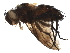  ( - BIOUG36198-C01)  @11 [ ] CreativeCommons - Attribution (2019) CBG Photography Group Centre for Biodiversity Genomics