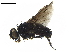  ( - BIOUG36199-B06)  @11 [ ] CreativeCommons - Attribution (2019) CBG Photography Group Centre for Biodiversity Genomics