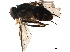  ( - BIOUG36315-C05)  @11 [ ] CreativeCommons - Attribution (2018) CBG Photography Group Centre for Biodiversity Genomics