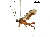  (Platylabus - BIOUG36436-D12)  @14 [ ] CreativeCommons - Attribution (2018) CBG Photography Group Centre for Biodiversity Genomics