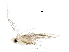  (malaiseGraci01 Malaise7471 - BIOUG36575-A01)  @11 [ ] CreativeCommons - Attribution (2018) CBG Photography Group Centre for Biodiversity Genomics
