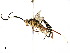  (Ischnus Wahl01 - BIOUG36742-G03)  @13 [ ] CreativeCommons - Attribution (2018) CBG Photography Group Centre for Biodiversity Genomics