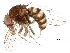  ( - BIOUG36969-H05)  @11 [ ] CreativeCommons - Attribution (2018) CBG Photography Group Centre for Biodiversity Genomics