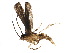  ( - BIOUG36970-C10)  @11 [ ] CreativeCommons - Attribution (2018) CBG Photography Group Centre for Biodiversity Genomics