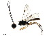  (crypMalaise01 Malaise8681 - BIOUG36972-B08)  @13 [ ] CreativeCommons - Attribution (2018) CBG Photography Group Centre for Biodiversity Genomics