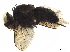  ( - BIOUG36972-E08)  @11 [ ] CreativeCommons - Attribution (2019) CBG Photography Group Centre for Biodiversity Genomics