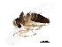  ( - BIOUG37014-C08)  @11 [ ] CreativeCommons - Attribution (2018) CBG Photography Group Centre for Biodiversity Genomics