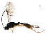  (Olesicampe Malaise8547 - BIOUG36849-E09)  @13 [ ] CreativeCommons - Attribution (2018) CBG Photography Group Centre for Biodiversity Genomics