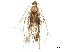  (malaiseGraci01 Malaise9583 - BIOUG37039-F06)  @11 [ ] CreativeCommons - Attribution (2018) CBG Photography Group Centre for Biodiversity Genomics