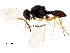  (platyJanzen01 Janzen09 - BIOUG37169-G04)  @13 [ ] CreativeCommons - Attribution (2018) CBG Photography Group Centre for Biodiversity Genomics