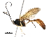  (Dusona Malaise0768 - BIOUG37051-H04)  @13 [ ] CreativeCommons - Attribution (2018) CBG Photography Group Centre for Biodiversity Genomics