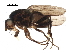  ( - BIOUG31500-D07)  @11 [ ] CreativeCommons - Attribution (2018) CBG Photography Group Centre for Biodiversity Genomics