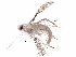  (malaiseGraci01 Malaise7824 - BIOUG31506-C07)  @12 [ ] CreativeCommons - Attribution (2017) CBG Photography Group Centre for Biodiversity Genomics