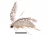  (malaiseGraci01 Malaise5421 - BIOUG31506-C12)  @12 [ ] CreativeCommons - Attribution (2017) CBG Photography Group Centre for Biodiversity Genomics