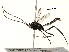  (Meniscomorpha astrema - BIOUG31496-G02)  @13 [ ] CreativeCommons - Attribution (2017) CBG Photography Group Centre for Biodiversity Genomics