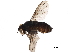  ( - BIOUG31514-G01)  @11 [ ] CreativeCommons - Attribution (2018) CBG Photography Group Centre for Biodiversity Genomics