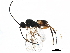  (Promicrogaster Malaise3512 - BIOUG31516-D08)  @14 [ ] CreativeCommons - Attribution (2017) CBG Photography Group Centre for Biodiversity Genomics