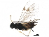  (Dolichogenidea bernardoespinozai - BIOUG31516-E04)  @12 [ ] CreativeCommons - Attribution (2017) CBG Photography Group Centre for Biodiversity Genomics