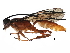  (ichneuMalaise01 Malaise4001 - BIOUG31518-A01)  @14 [ ] CreativeCommons - Attribution (2017) CBG Photography Group Centre for Biodiversity Genomics