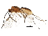  (Bracon alexamasisae - BIOUG31518-E04)  @14 [ ] CreativeCommons - Attribution (2017) CBG Photography Group Centre for Biodiversity Genomics