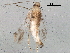  (malaiseGraci01 Malaise3680 - BIOUG31520-F02)  @12 [ ] CreativeCommons - Attribution (2017) CBG Photography Group Centre for Biodiversity Genomics