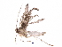  (malaiseGraci01 Malaise4167 - BIOUG31521-D06)  @12 [ ] CreativeCommons - Attribution (2017) CBG Photography Group Centre for Biodiversity Genomics