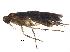  (malaiseGraci01 Malaise4349 - BIOUG31536-D02)  @12 [ ] CreativeCommons - Attribution (2017) CBG Photography Group Centre for Biodiversity Genomics
