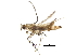  (malaiseGraci01 Malaise4094 - BIOUG31536-F02)  @12 [ ] CreativeCommons - Attribution (2017) CBG Photography Group Centre for Biodiversity Genomics