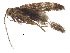  (malaiseGraci01 Malaise4812 - BIOUG31536-F11)  @12 [ ] CreativeCommons - Attribution (2017) CBG Photography Group Centre for Biodiversity Genomics
