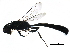  ( - BIOUG17330-A04)  @13 [ ] CreativeCommons - Attribution (2016) CBG Photography Group Centre for Biodiversity Genomics