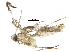  (malaiseGraci01 Malaise3740 - BIOUG31550-C12)  @12 [ ] CreativeCommons - Attribution (2017) CBG Photography Group Centre for Biodiversity Genomics