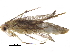  (malaiseGraci01 Malaise4602 - BIOUG31550-D02)  @11 [ ] CreativeCommons - Attribution (2017) CBG Photography Group Centre for Biodiversity Genomics