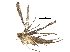  (malaiseGraci01 Malaise4631 - BIOUG31550-D12)  @11 [ ] CreativeCommons - Attribution (2017) CBG Photography Group Centre for Biodiversity Genomics