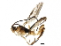  (Orthocentrus Malaise7701 - BIOUG31474-G12)  @14 [ ] CreativeCommons - Attribution (2017) CBG Photography Group Centre for Biodiversity Genomics