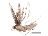  (malaiseGraci01 Malaise3807 - BIOUG31475-B04)  @12 [ ] CreativeCommons - Attribution (2017) CBG Photography Group Centre for Biodiversity Genomics