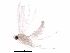  (malaiseGraci01 Malaise5062 - BIOUG31475-B08)  @13 [ ] CreativeCommons - Attribution (2017) CBG Photography Group Centre for Biodiversity Genomics