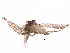  (malaiseGraci01 Malaise4072 - BIOUG31475-C05)  @12 [ ] CreativeCommons - Attribution (2017) CBG Photography Group Centre for Biodiversity Genomics