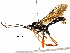  (Carinodes Malaise4946 - BIOUG31554-C06)  @13 [ ] CreativeCommons - Attribution (2017) CBG Photography Group Centre for Biodiversity Genomics