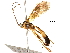  (Netelia Janzen4956 - BIOUG31554-C07)  @14 [ ] CreativeCommons - Attribution (2017) CBG Photography Group Centre for Biodiversity Genomics