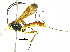  (atroMalaise01 Malaise5756 - BIOUG31554-C09)  @13 [ ] CreativeCommons - Attribution (2017) CBG Photography Group Centre for Biodiversity Genomics