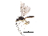  ( - BIOUG31570-H03)  @13 [ ] CreativeCommons - Attribution (2017) CBG Photography Group Centre for Biodiversity Genomics