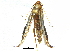  (ereMalaise01 - BIOUG31554-E05)  @14 [ ] CreativeCommons - Attribution (2017) CBG Photography Group Centre for Biodiversity Genomics