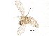  ( - BIOUG31580-C01)  @11 [ ] CreativeCommons - Attribution (2018) CBG Photography Group Centre for Biodiversity Genomics