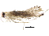  (malaiseGraci01 Malaise4021 - BIOUG31618-F09)  @12 [ ] CreativeCommons - Attribution (2017) CBG Photography Group Centre for Biodiversity Genomics