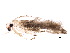  (malaiseGraci01 Malaise6738 - BIOUG31641-H03)  @13 [ ] CreativeCommons - Attribution (2017) CBG Photography Group Centre for Biodiversity Genomics